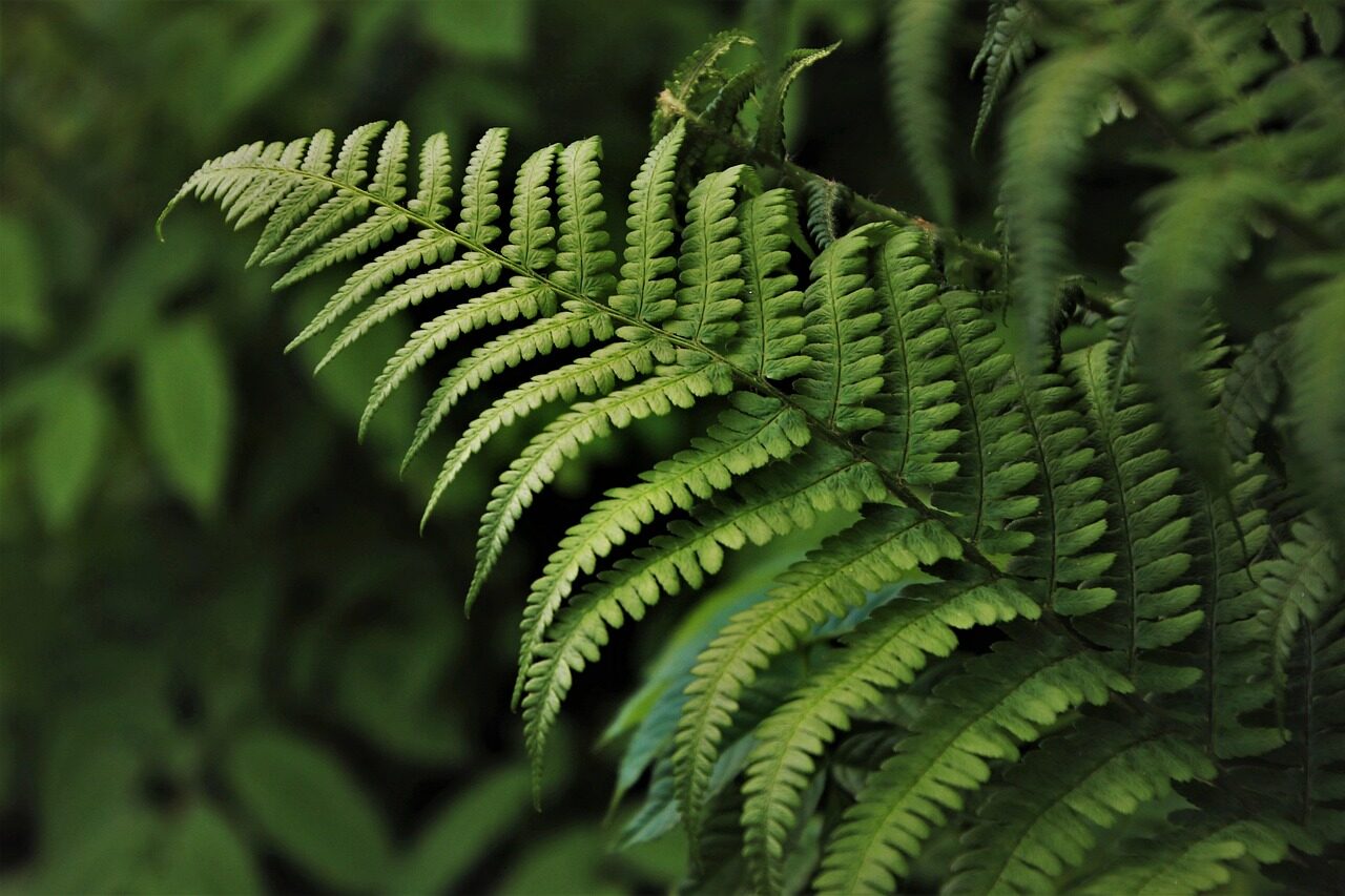 green, fern, flora, plants, botany, rainforest, jungle, forest, in the forest, the smell of, green leaves, ferns, forests, nature, undergrowth, leaf, green things, growth, lush